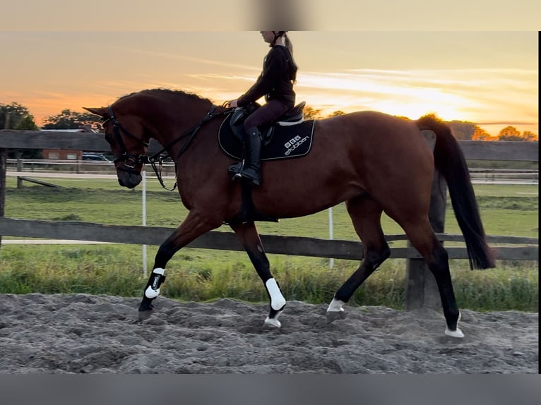 Hannoveraner Stute 8 Jahre 167 cm Brauner in Bramsche