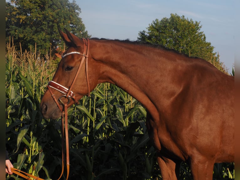 Hannoveraner Stute 8 Jahre 167 cm Brauner in Bramsche