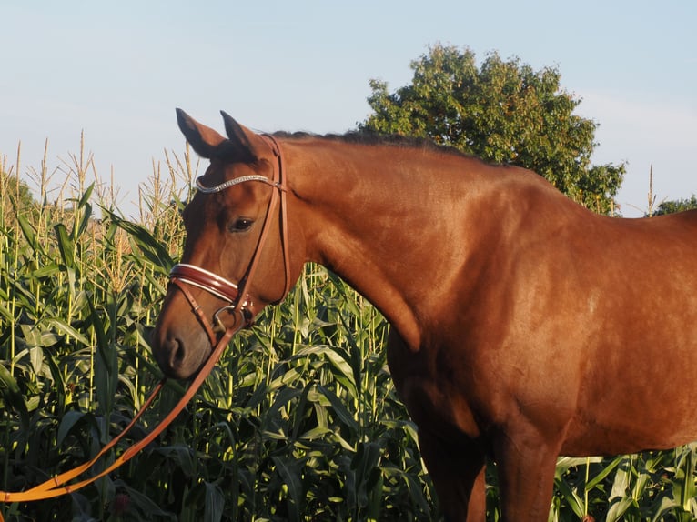 Hannoveraner Stute 8 Jahre 167 cm Brauner in Bramsche