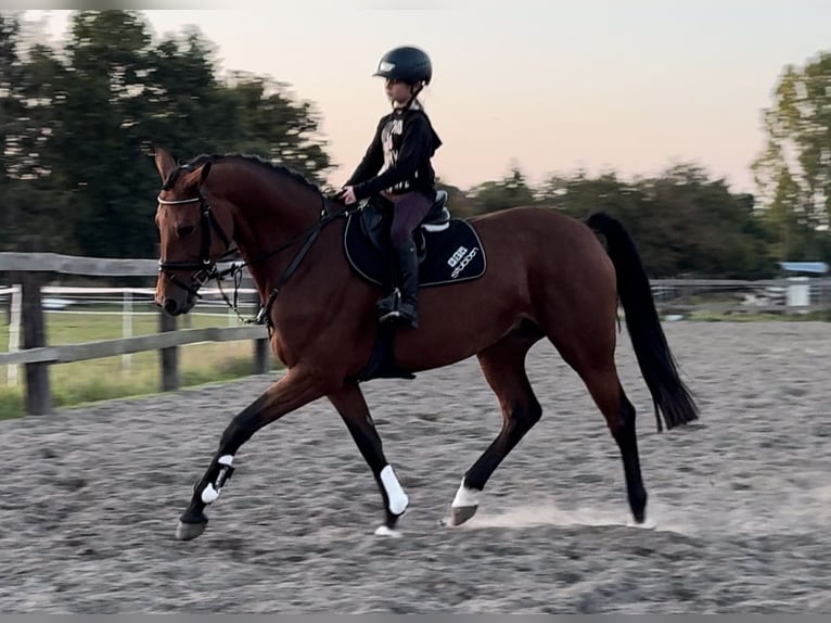 Hannoveraner Stute 8 Jahre 167 cm Brauner in Bramsche