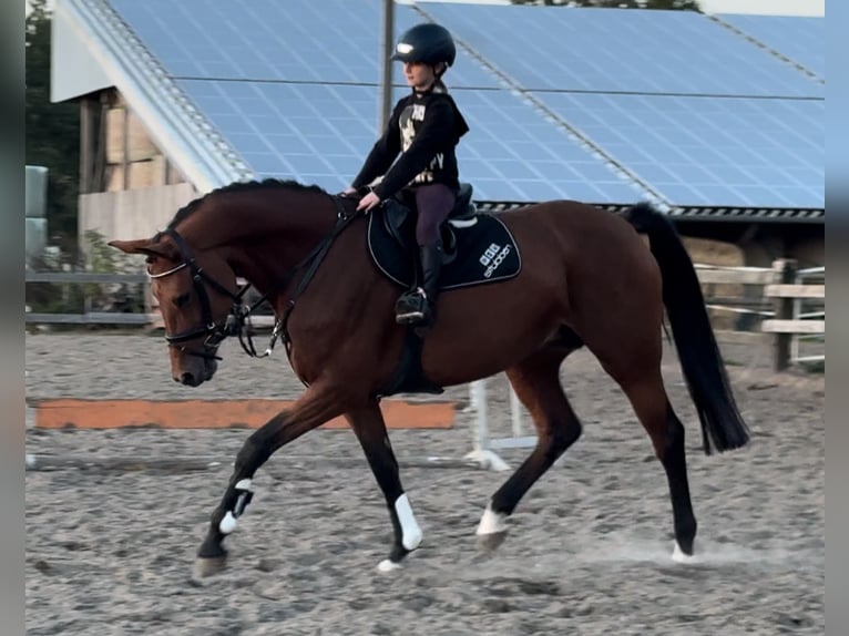 Hannoveraner Stute 8 Jahre 167 cm Brauner in Bramsche
