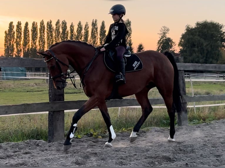 Hannoveraner Stute 8 Jahre 167 cm Brauner in Bramsche
