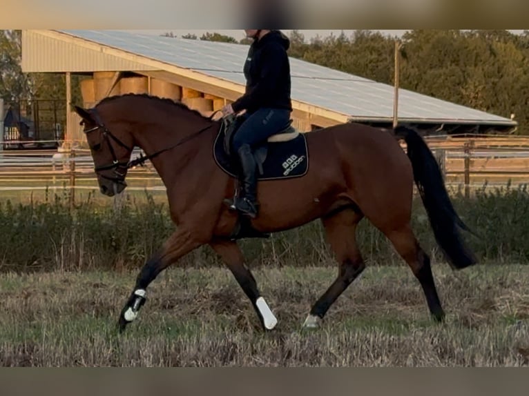Hannoveraner Stute 8 Jahre 167 cm Brauner in Bramsche