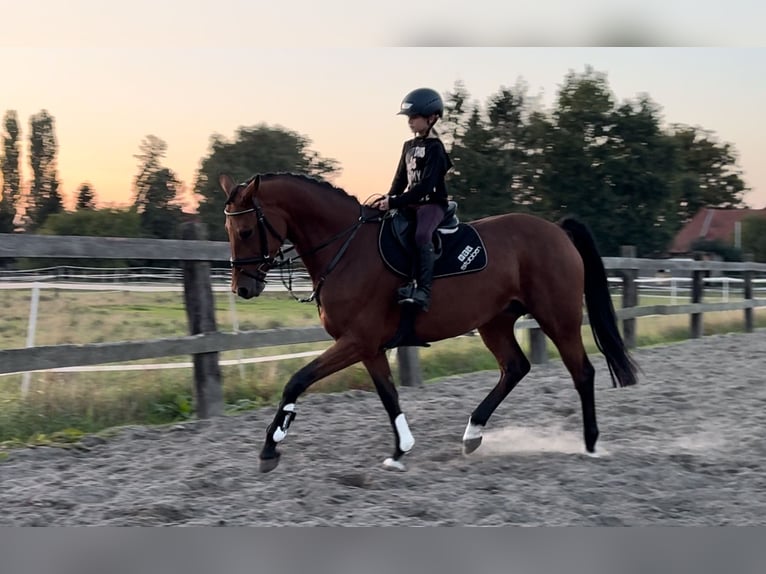 Hannoveraner Stute 8 Jahre 167 cm Brauner in Bramsche