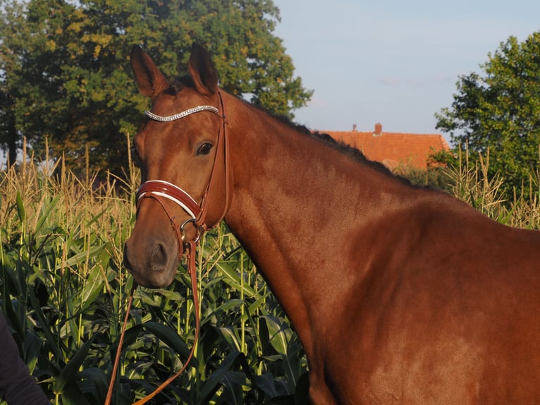 Hannoveraner Stute 8 Jahre 167 cm Brauner in Bramsche