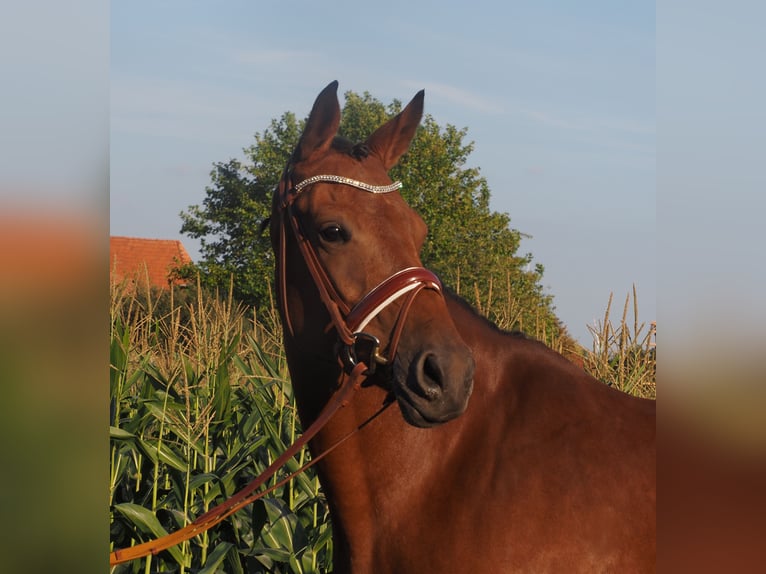 Hannoveraner Stute 8 Jahre 167 cm Brauner in Bramsche