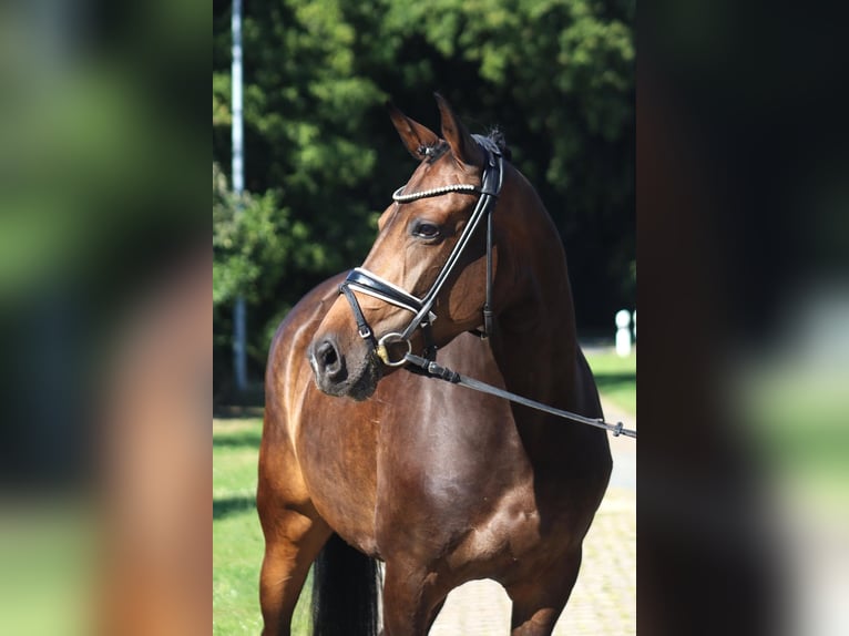 Hannoveraner Stute 8 Jahre 167 cm Dunkelbrauner in Selsingen