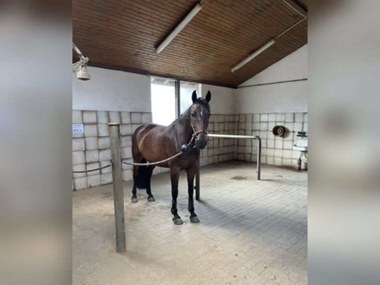 Hannoveraner Stute 8 Jahre 167 cm Dunkelbrauner in RosengartenRosengarten