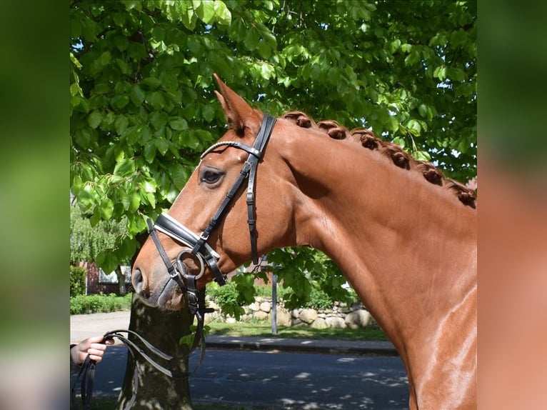 Hannoveraner Stute 8 Jahre 167 cm Fuchs in Fredenbeck