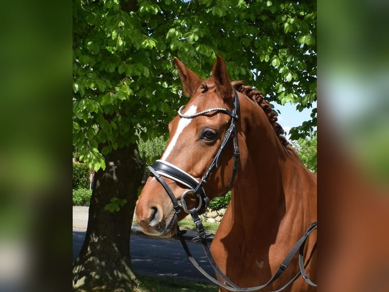 Hannoveraner Stute 8 Jahre 167 cm Fuchs in Fredenbeck