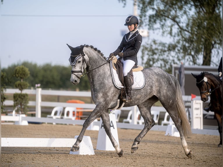Hannoveraner Stute 8 Jahre 167 cm Schimmel in Warendorf