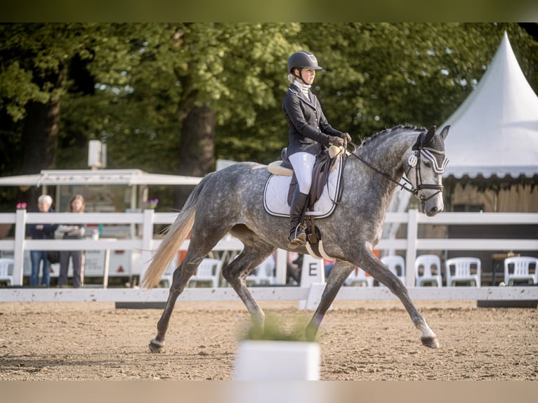 Hannoveraner Stute 8 Jahre 167 cm Schimmel in Warendorf