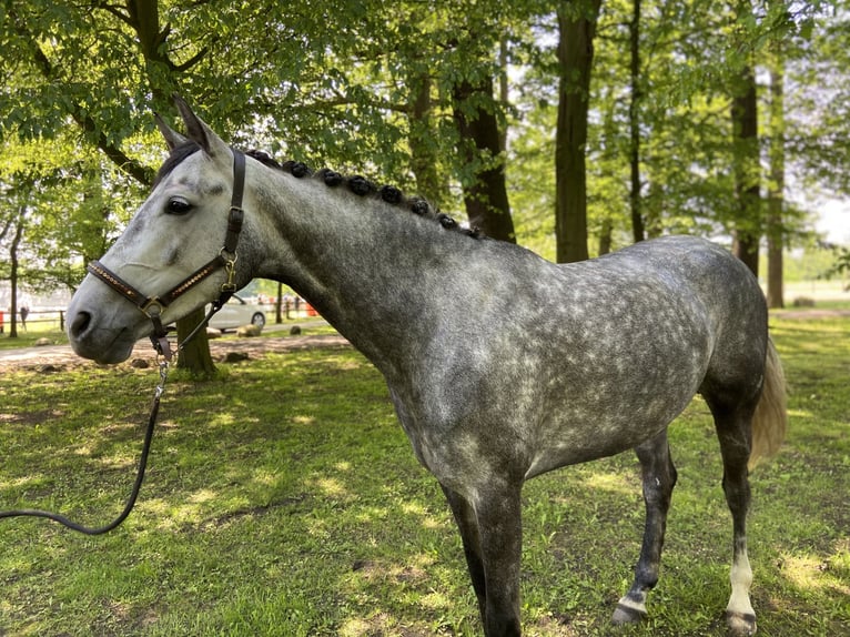 Hannoveraner Stute 8 Jahre 167 cm Schimmel in Warendorf