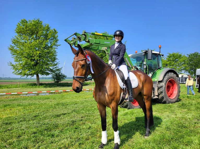 Hannoveraner Stute 8 Jahre 168 cm Brauner in Selfkant