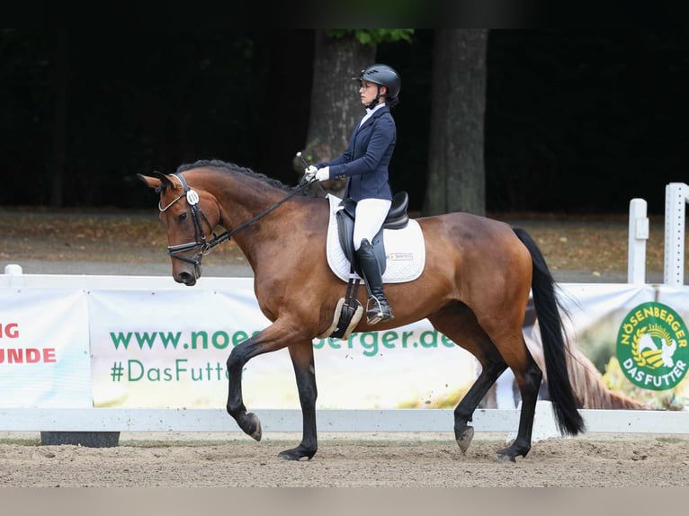 Hannoveraner Stute 8 Jahre 168 cm Brauner in Selfkant
