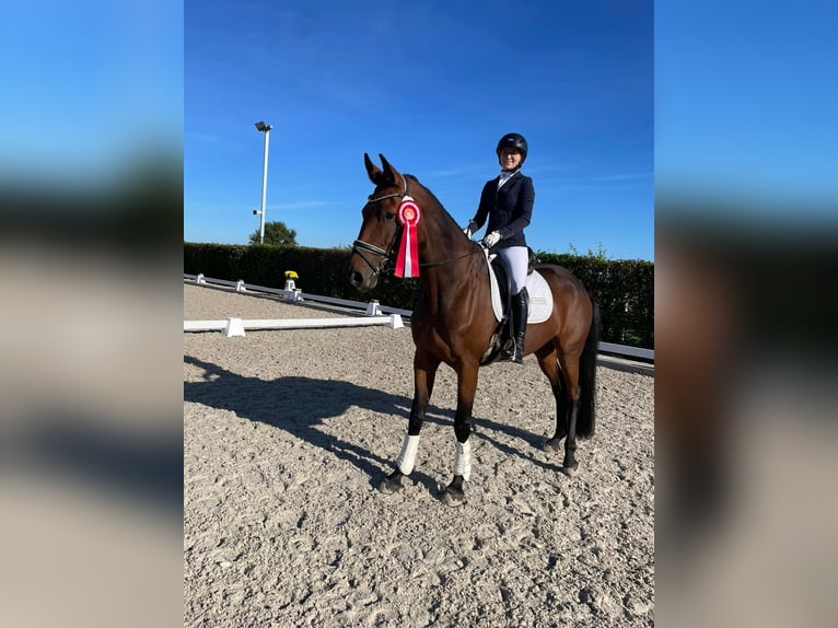 Hannoveraner Stute 8 Jahre 168 cm Brauner in Selfkant