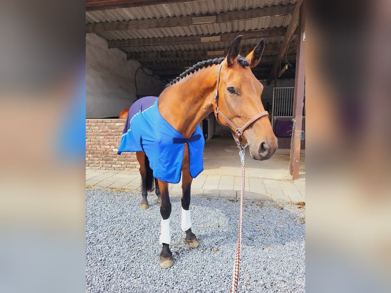 Hannoveraner Stute 8 Jahre 168 cm Brauner in Selfkant