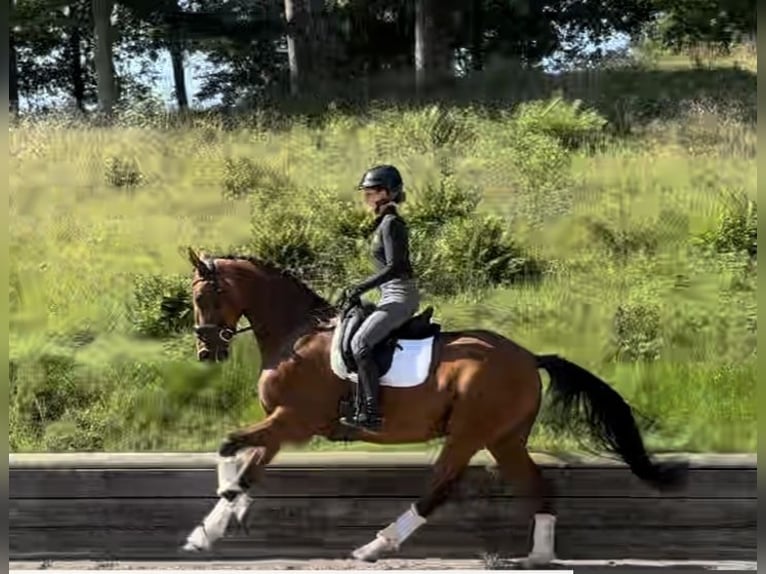 Hannoveraner Stute 8 Jahre 168 cm Brauner in Ollsen