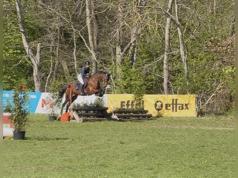 Hannoveraner Stute 8 Jahre 168 cm Brauner in Ollsen