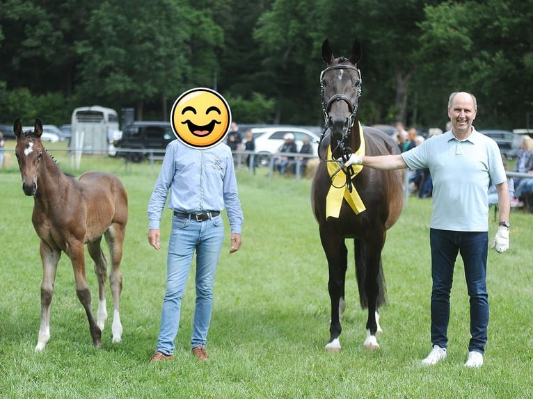 Hannoveraner Stute 8 Jahre 168 cm Brauner in Bleckede
