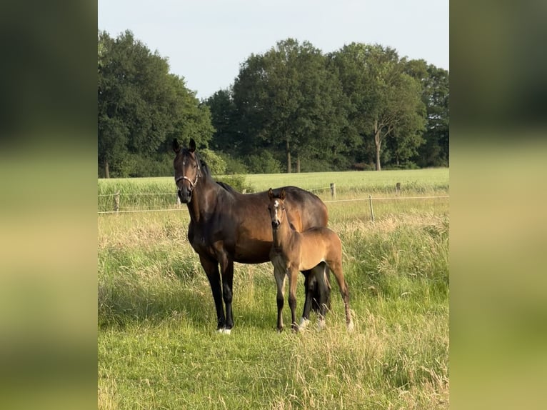 Hannoveraner Stute 8 Jahre 168 cm Brauner in Bleckede