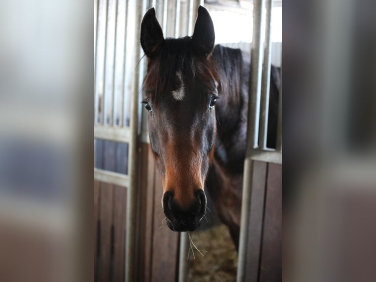 Hannoveraner Stute 8 Jahre 168 cm Brauner in Bleckede