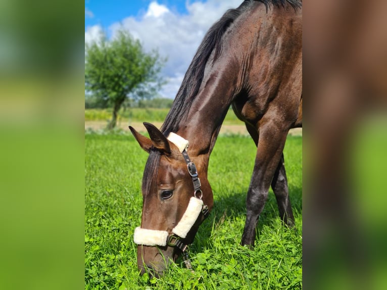 Hannoveraner Stute 8 Jahre 168 cm Brauner in Bleckede