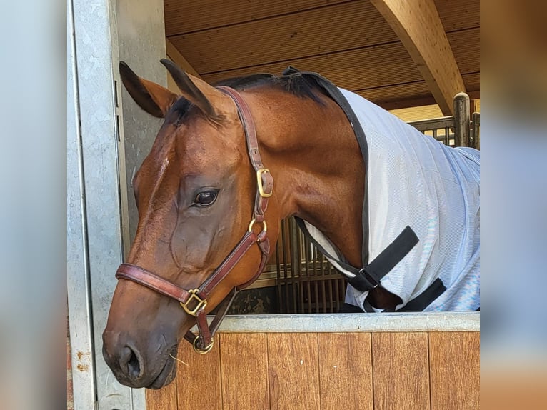 Hannoveraner Stute 8 Jahre 168 cm Brauner in Zülpich