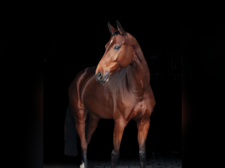 Hannoveraner Stute 8 Jahre 168 cm Brauner in Zülpich