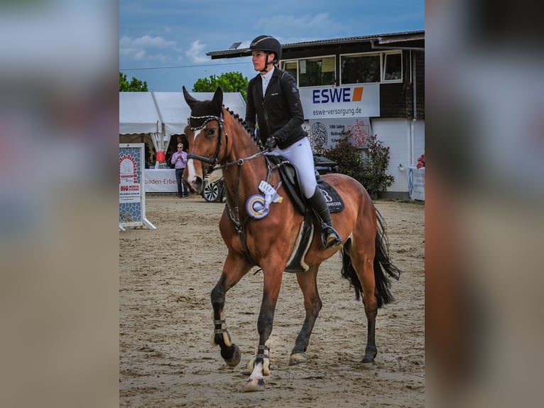 Hannoveraner Stute 8 Jahre 168 cm Brauner in Riedstadt