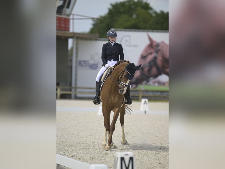 Hannoveraner Stute 8 Jahre 168 cm Dunkelfuchs in Dion-Valmont