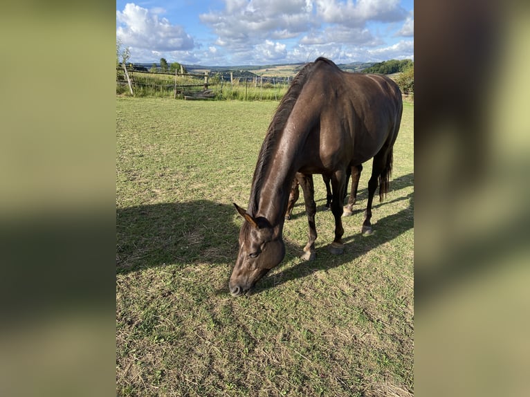 Hannoveraner Stute 8 Jahre 168 cm Dunkelfuchs in Friedland