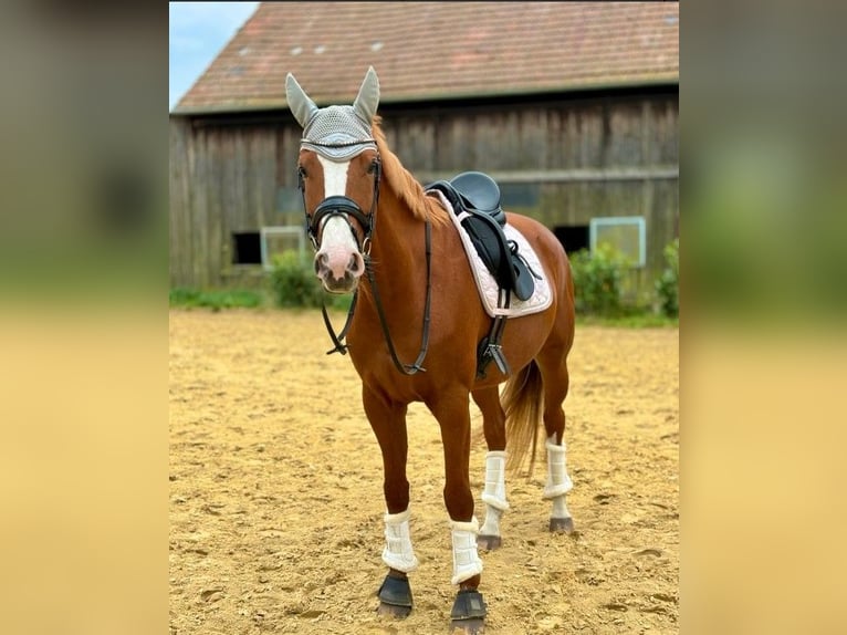 Hannoveraner Stute 8 Jahre 168 cm Fuchs in Herten