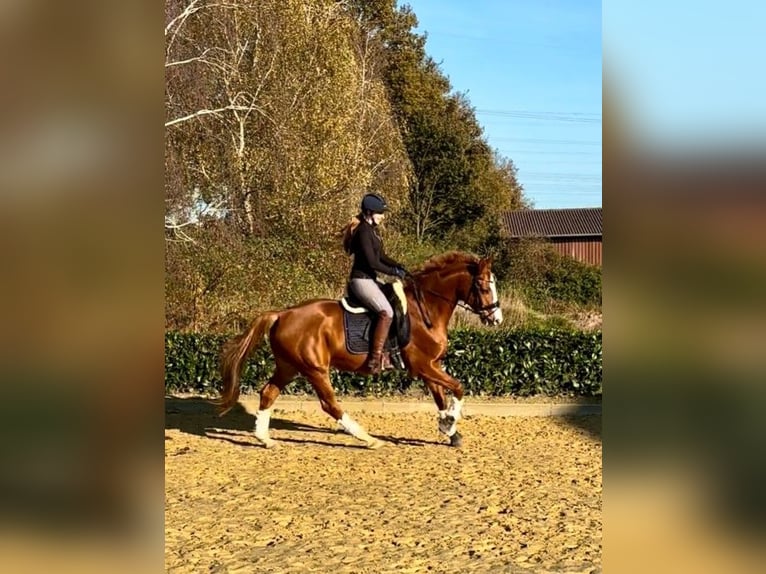 Hannoveraner Stute 8 Jahre 168 cm Fuchs in Herten
