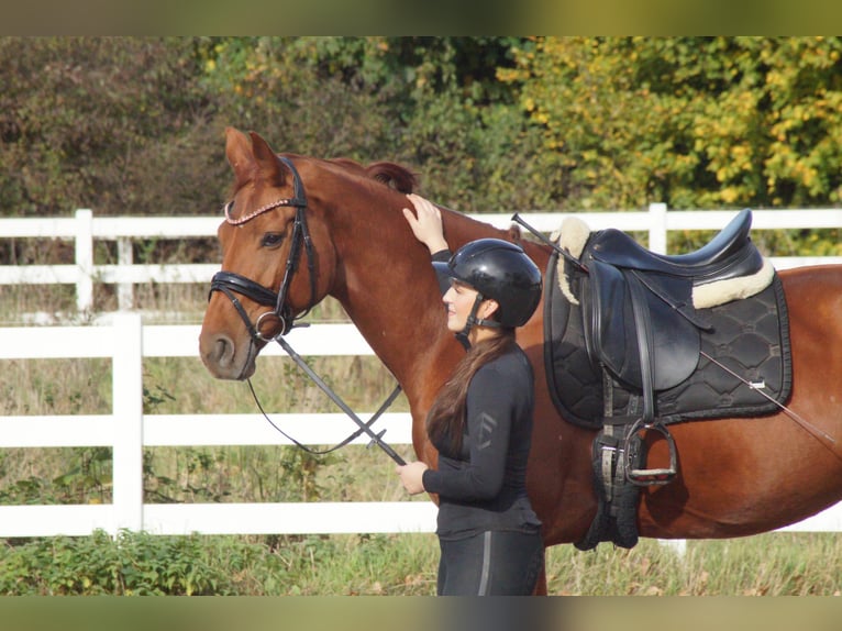 Hannoveraner Stute 8 Jahre 168 cm Fuchs in Dortmund