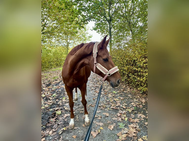 Hannoveraner Stute 8 Jahre 168 cm Fuchs in Dortmund