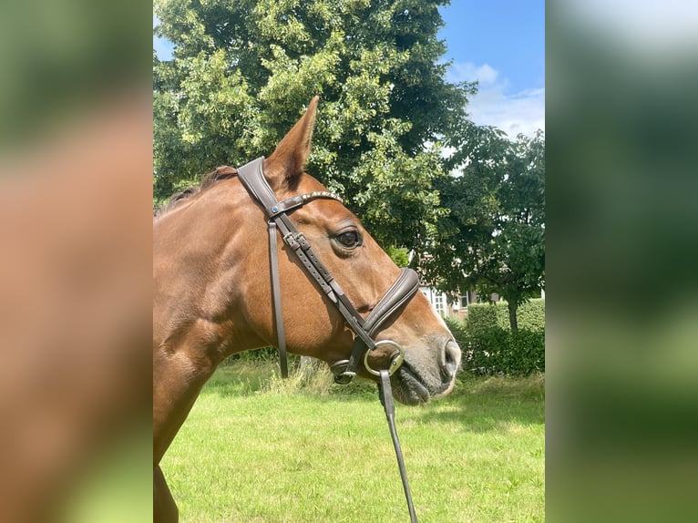 Hannoveraner Stute 8 Jahre 168 cm Fuchs in Elmshorn
