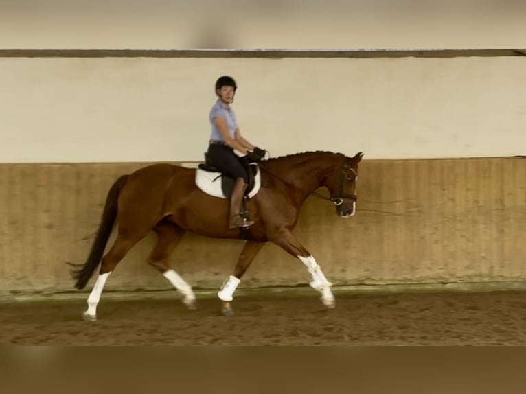 Hannoveraner Stute 8 Jahre 168 cm Fuchs in Elmshorn