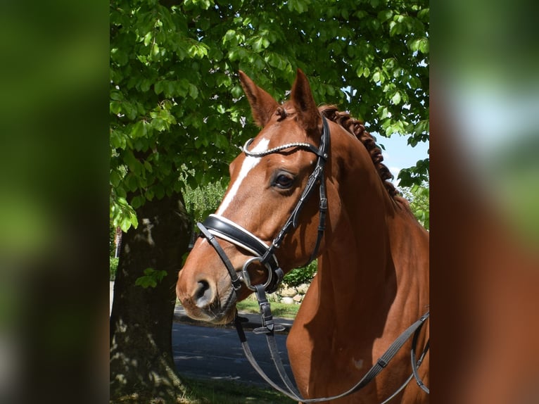 Hannoveraner Stute 8 Jahre 168 cm Fuchs in Fredenbeck