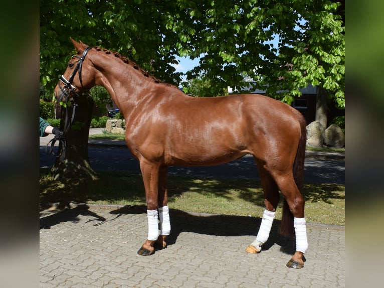 Hannoveraner Stute 8 Jahre 168 cm Fuchs in Fredenbeck