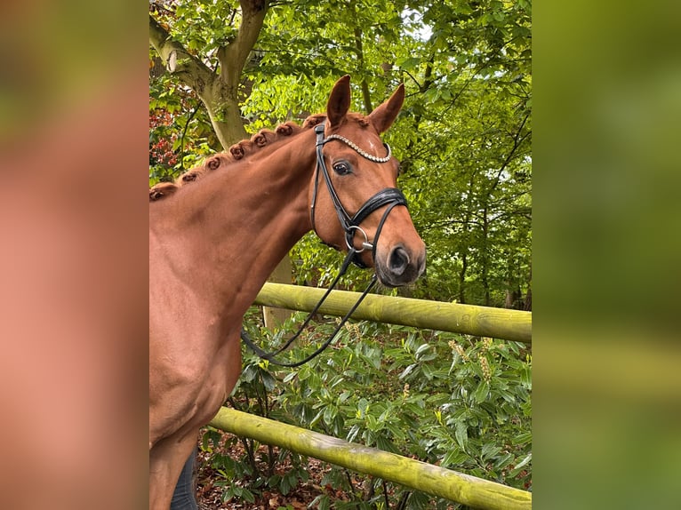 Hannoveraner Stute 8 Jahre 168 cm Fuchs in Neuenkirchen-Vörden