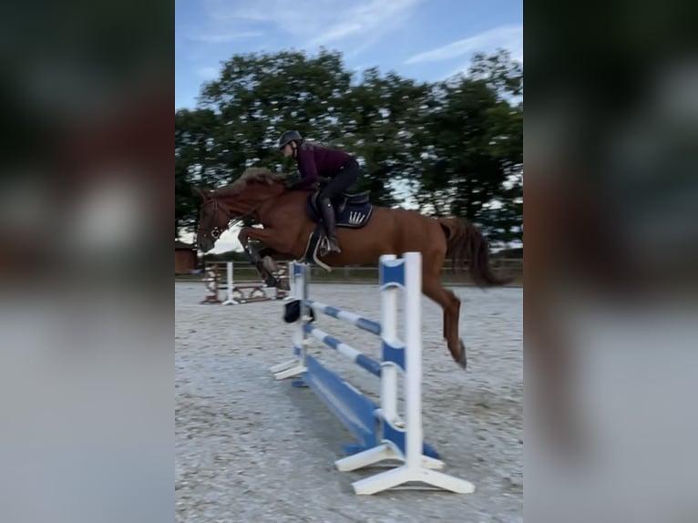 Hannoveraner Stute 8 Jahre 168 cm Fuchs in Schiffdorf