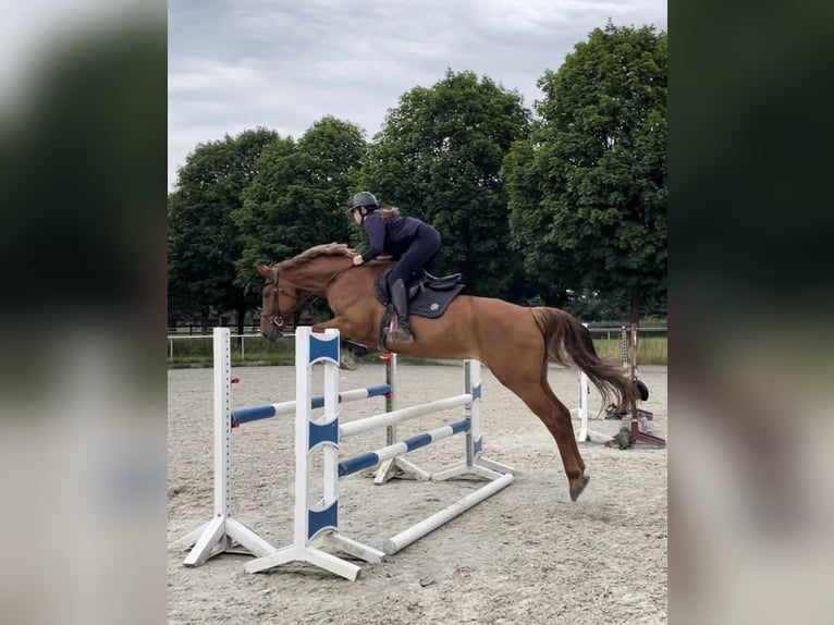 Hannoveraner Stute 8 Jahre 168 cm Fuchs in Schiffdorf