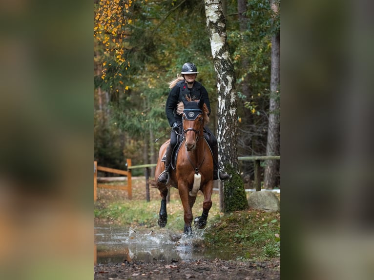 Hannoveraner Stute 8 Jahre 168 cm Fuchs in Schiffdorf