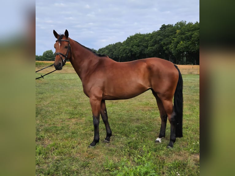 Hannoveraner Stute 8 Jahre 168 cm Hellbrauner in Adelheidsdorf