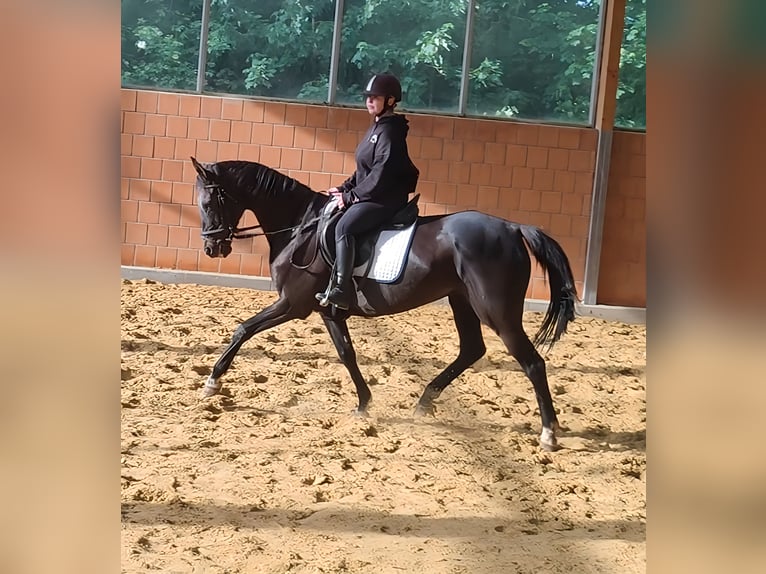 Hannoveraner Stute 8 Jahre 168 cm Rappe in Lage
