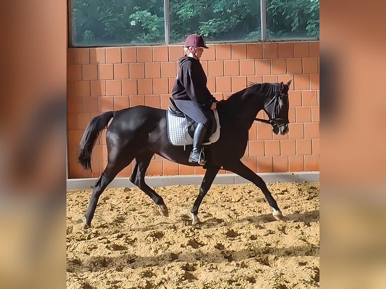 Hannoveraner Stute 8 Jahre 168 cm Rappe in Lage