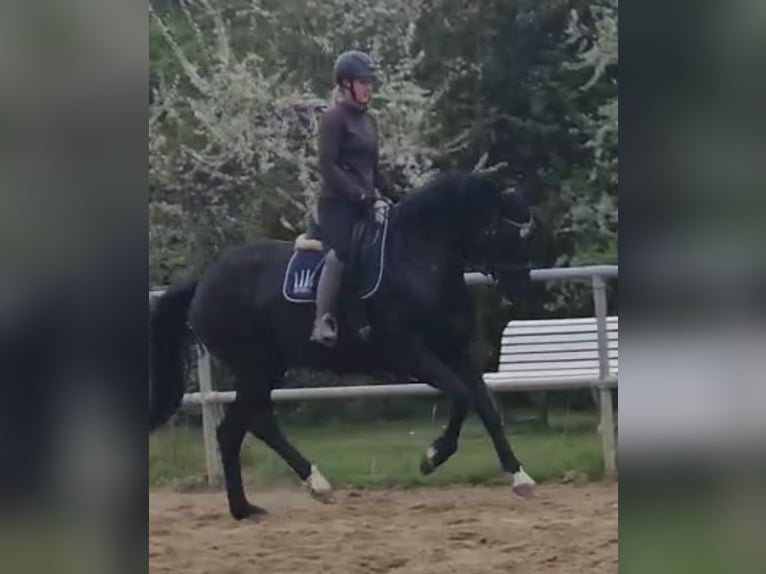 Hannoveraner Stute 8 Jahre 168 cm Rappe in Bassum