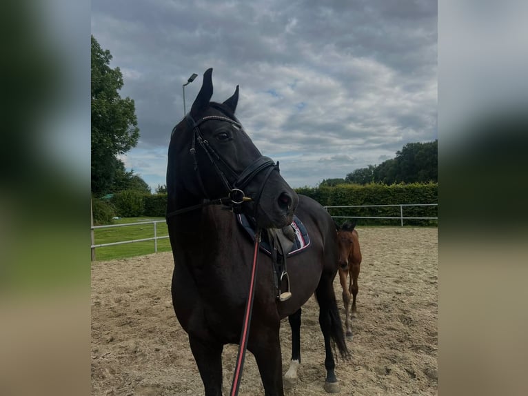 Hannoveraner Stute 8 Jahre 168 cm Rappe in Bassum