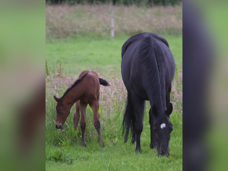 Hannoveraner Stute 8 Jahre 168 cm Rappe in Bassum